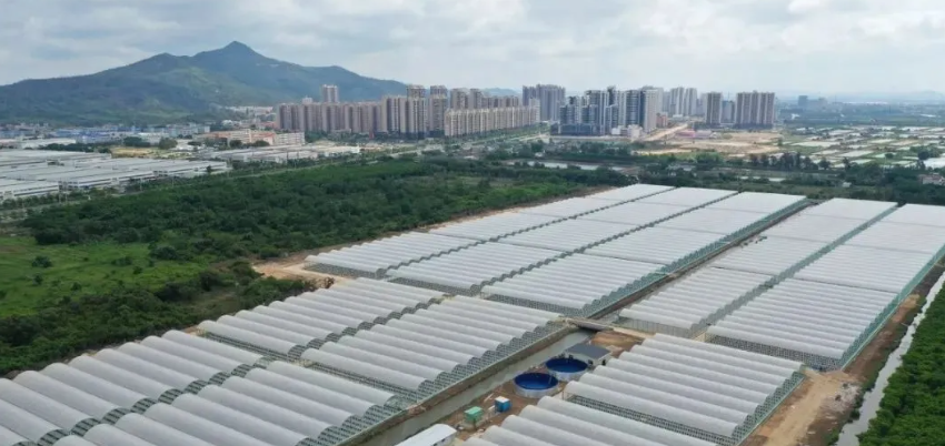 满产可达70万斤！珠海首个设施蓝莓示范基地建成投用