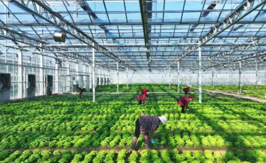 三农日报|政策：支持新型农业经营主体高质量发展；数据：食品生鲜行业大幅增长